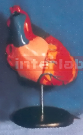 GIANT ANAT/MAGNIFIED HEART MODEL